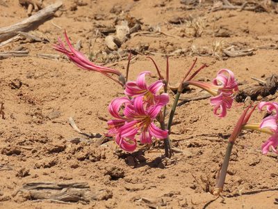 Rhodolirium montanum, photographed by Nicolás Lavandero