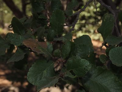 Nothofagus macrocarpa, photographed by Nicolás Lavandero