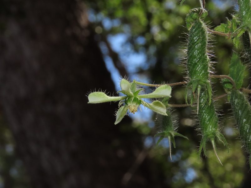 Blumenbachia sylvestris, photographed by Nicolás Lavandero