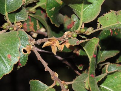Nothofagus macrocarpa, photographed by Nicolás Lavandero