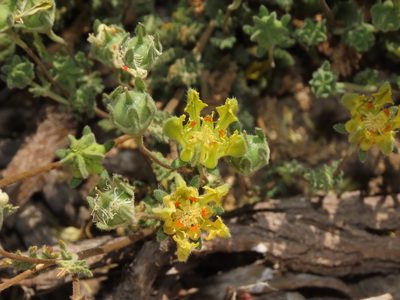 Loasa sigmoidea, photographed by Nicolás Lavandero