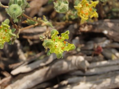 Loasa sigmoidea, photographed by Nicolás Lavandero