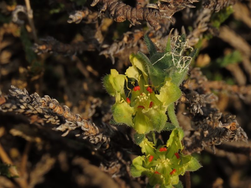 Loasa sigmoidea, photographed by Nicolás Lavandero