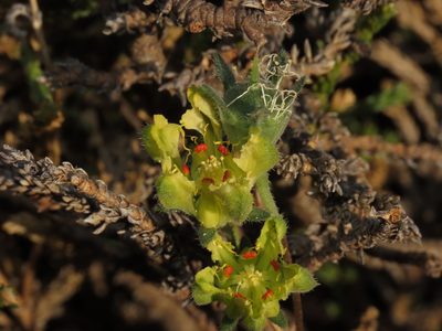 Loasa sigmoidea, photographed by Nicolás Lavandero