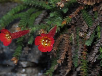 Ourisia polyantha, photographed by Nicolás Lavandero