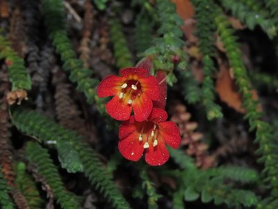 Ourisia polyantha, photographed by Nicolás Lavandero