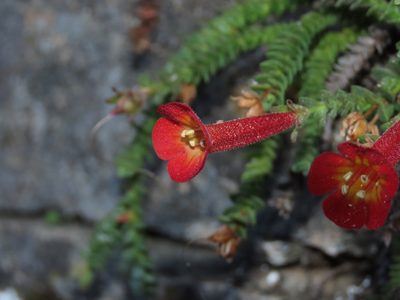 Ourisia polyantha, photographed by Nicolás Lavandero