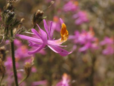 Schizanthus hookeri, photographed by Nicolás Lavandero