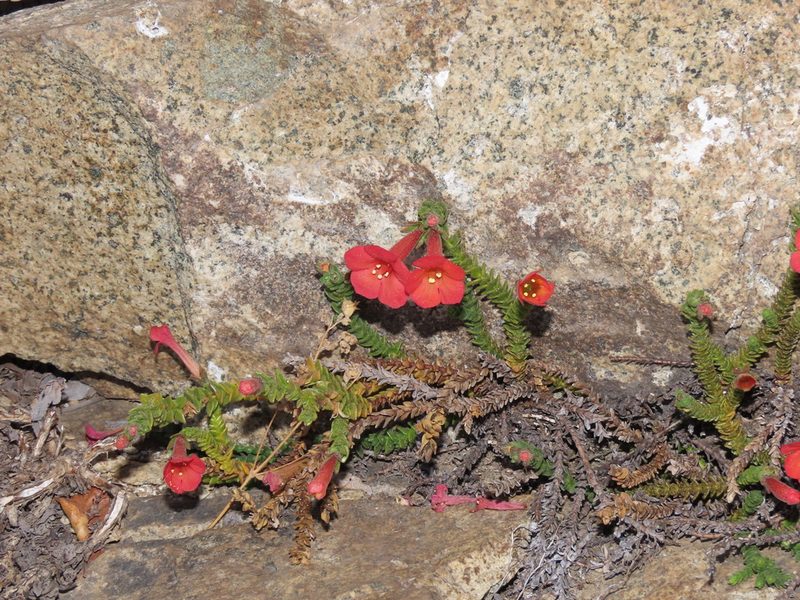Ourisia polyantha, photographed by Nicolás Lavandero