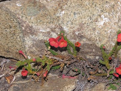 Ourisia polyantha, photographed by Nicolás Lavandero