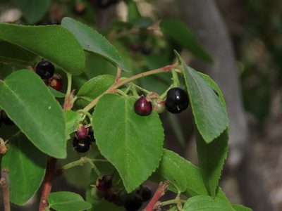 Aristotelia chilensis, photographed by Nicolás Lavandero