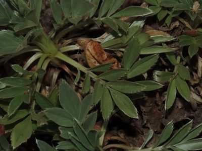 Acaena splendens