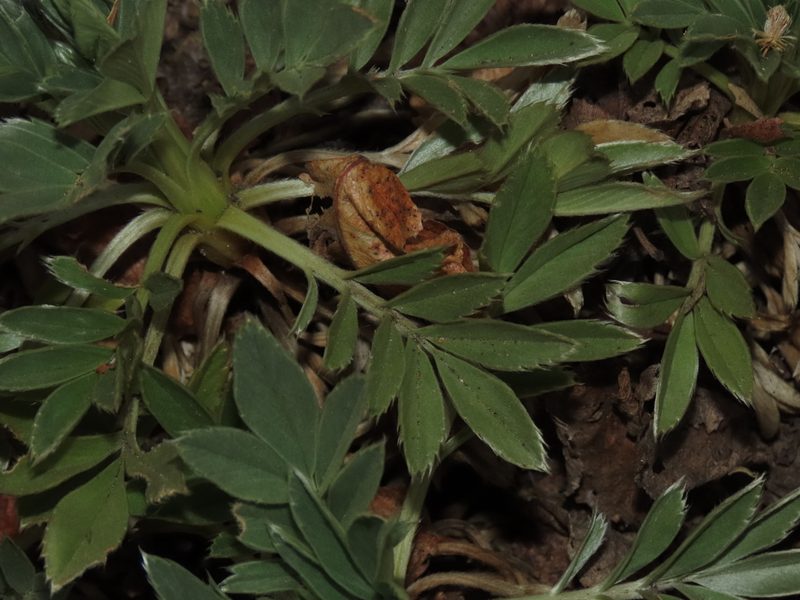 Acaena splendens, photographed by Nicolás Lavandero