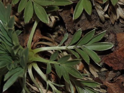 Acaena splendens, photographed by Nicolás Lavandero