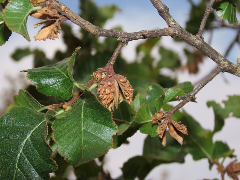 Nothofagus macrocarpa, photographed by Nicolás Lavandero