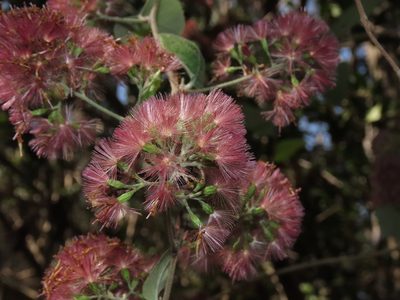 Proustia pyrifolia, photographed by Nicolás Lavandero