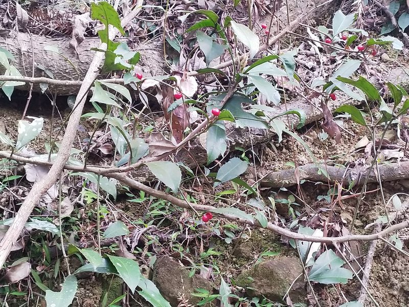 Ardisia cornudentata, photographed by 劉哲瑋