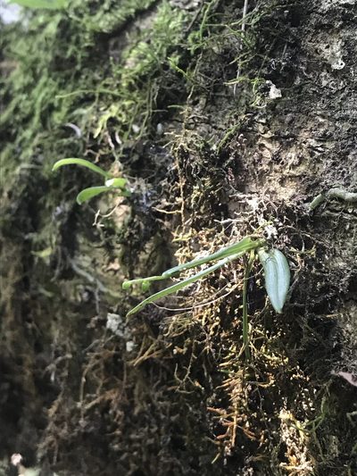 Angraecum sacciferum, photographed by Ren Hoekstra