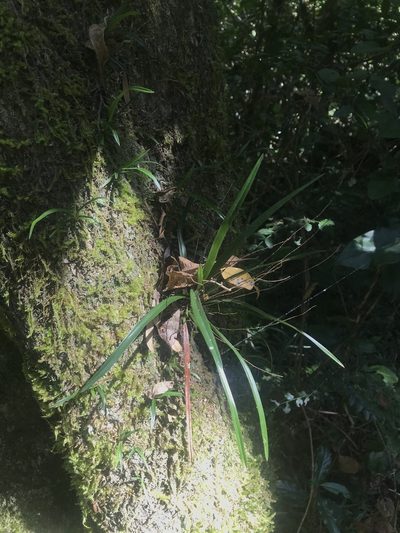Angraecum pusillum, photographed by Ren Hoekstra