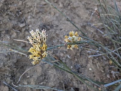 Asclepias subulata, photographed by Zoltán Stekkelpak