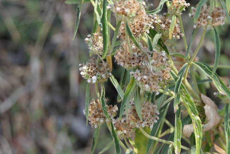 Leucas stelligera, photographed by Dinesh Valke