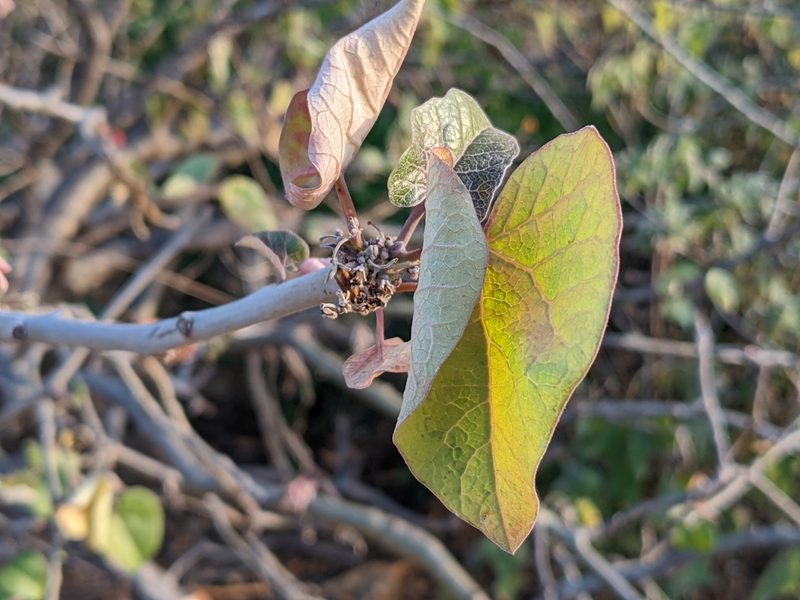 Jatropha cinerea, photographed by Zoltán Stekkelpak