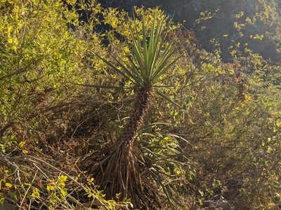 Yucca capensis, photographed by Zoltán Stekkelpak