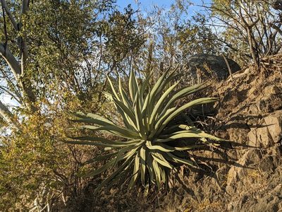 Agave aurea, photographed by Zoltán Stekkelpak