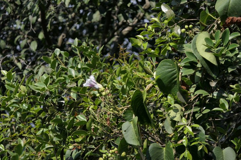 Ipomoea campanulata, photographed by Dinesh Valke