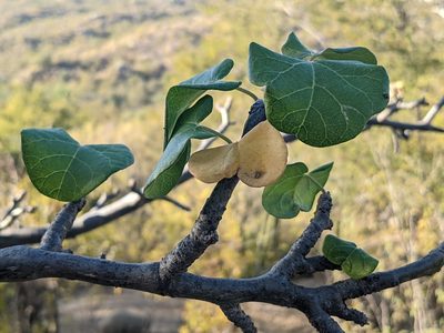 Jatropha cinerea, photographed by Zoltán Stekkelpak