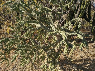 Cylindropuntia cholla, photographed by Zoltán Stekkelpak