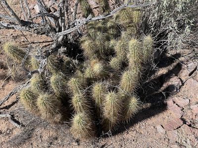 Echinocereus nicholii, photographed by Henrik Kibak