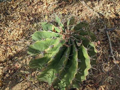 Ferocactus townsendianus, photographed by Zoltán Stekkelpak