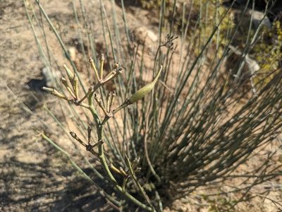Asclepias subulata, photographed by Zoltán Stekkelpak