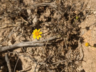 Perityle cuneata, photographed by Zoltán Stekkelpak