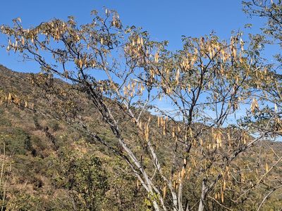 Hesperalbizia occidentalis, photographed by Zoltán Stekkelpak