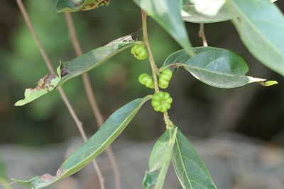 Glochidion hohenackeri, photographed by Dinesh Valke