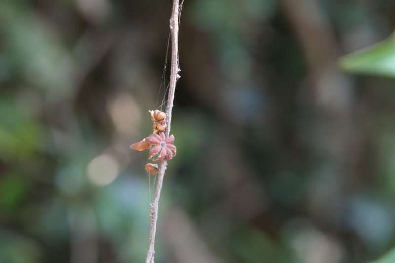 Glochidion hohenackeri, photographed by Dinesh Valke