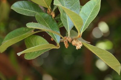Xantolis tomentosa, photographed by Dinesh Valke