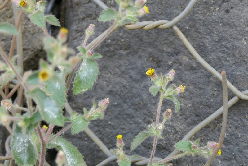 Blumea belangeriana, photographed by Dinesh Valke