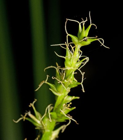 Carex declinata, photographed by Tony Eales