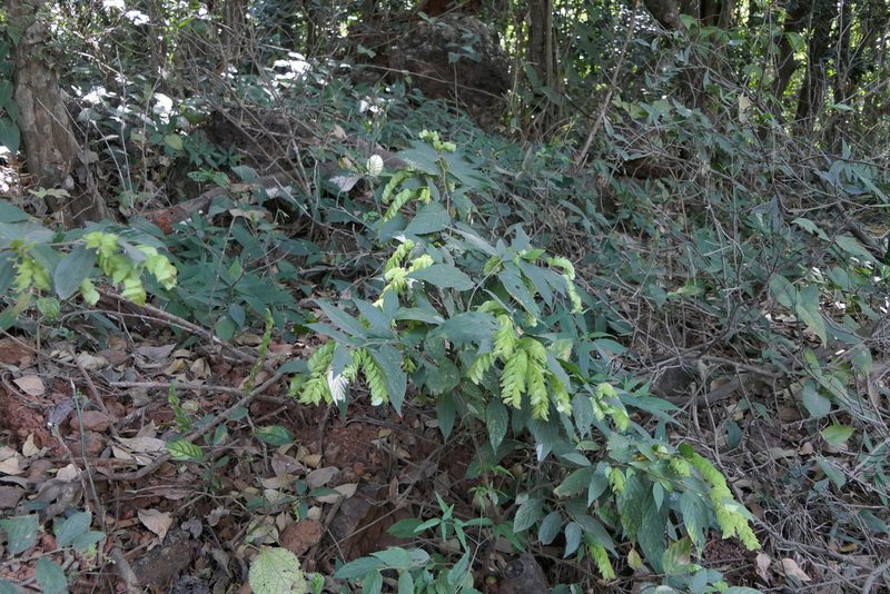 Flemingia strobilifera, photographed by Dinesh Valke