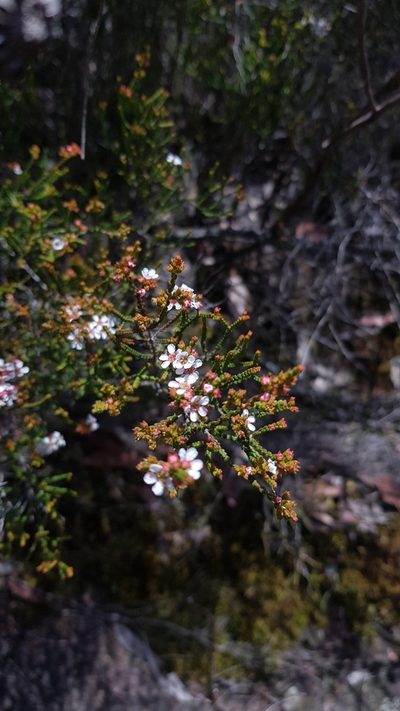 Baeckea brevifolia, photographed by Sofia Zvolanek
