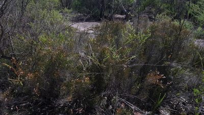 Baeckea brevifolia, photographed by Sofia Zvolanek