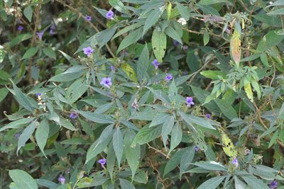 Strobilanthes integrifolia, photographed by Dinesh Valke