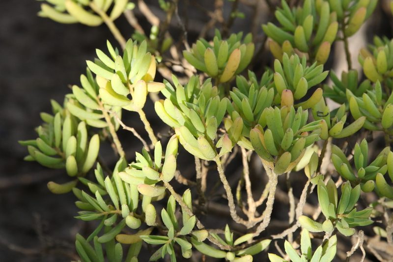 Suaeda arbusculoides, photographed by Greg Tasney