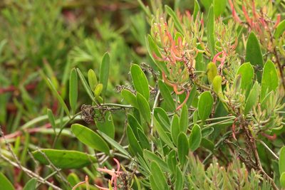Vincetoxicum carnosum, photographed by Greg Tasney