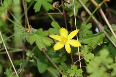 Bulbine vagans, photographed by Greg Tasney