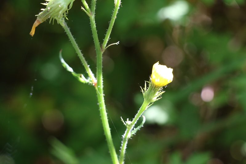 Picris burbidgeae, photographed by Greg Tasney