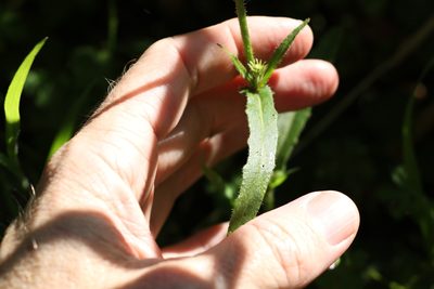 Picris burbidgeae, photographed by Greg Tasney